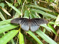 Papilio memnon