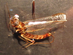 Ecdyonurus torrentis