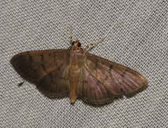 Omiodes pernitescens