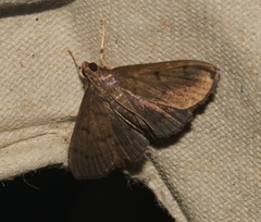 Omiodes pernitescens