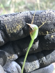 Pterostylis erecta