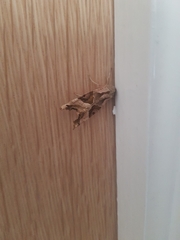 Phlogophora meticulosa