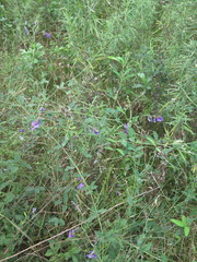 Vicia pseudo-orobus