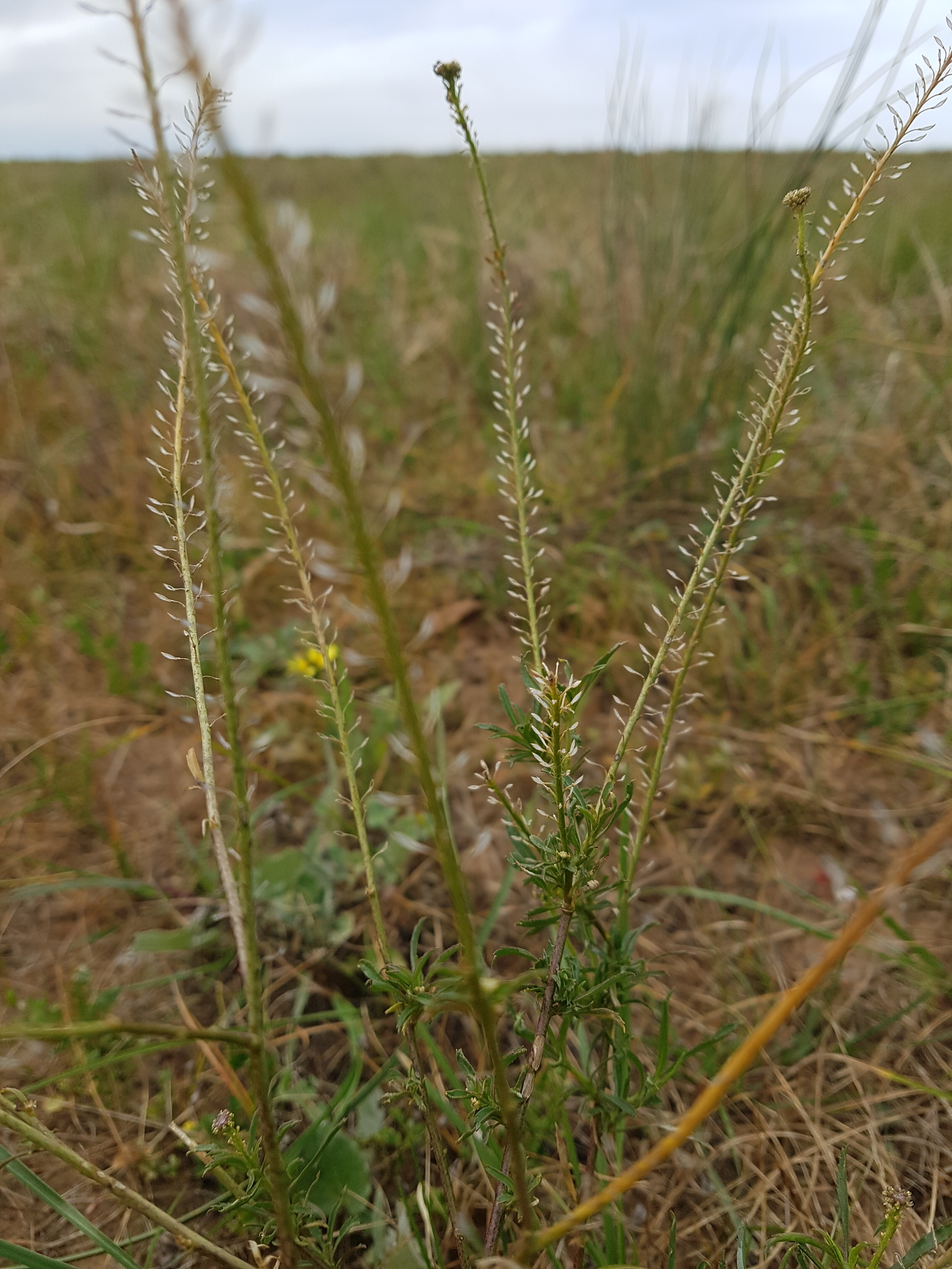 Lepidium africanum