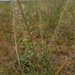 African Pepperwort - Photo (c) swainsona1, some rights reserved (CC BY-NC), uploaded by swainsona1