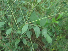 Vicia pseudo-orobus