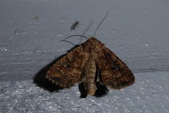 Ichneutica morosa