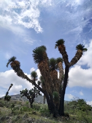 Yucca decipiens