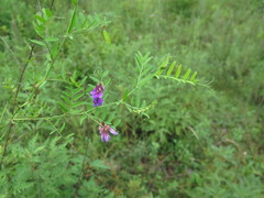Vicia woroschilovii