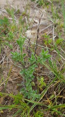 Vittadinia cuneata