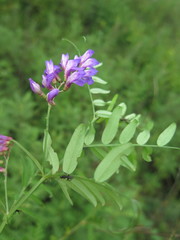 Vicia woroschilovii