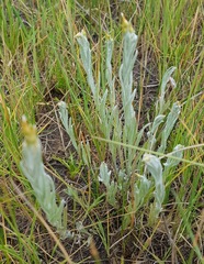 Rhodanthe corymbiflora