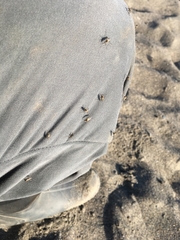 Aedes nigripes