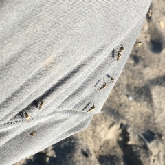Aedes nigripes