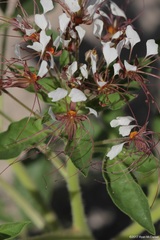 Polanisia dodecandra trachysperma