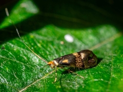 Nemophora topazias
