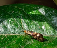 Nemophora topazias