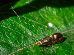 Nemophora topazias