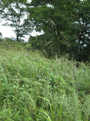 Achnatherum pekinense