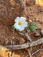 Oxalis adenodes