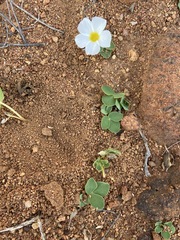 Oxalis adenodes
