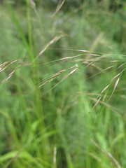 Achnatherum pekinense