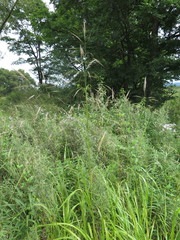 Achnatherum pekinense