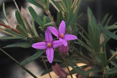 Boronia hapalophylla