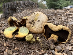 Buchwaldoboletus