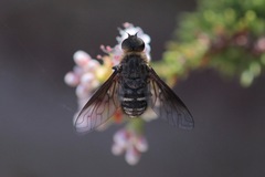 Chrysanthrax vanus