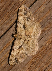 Psilalcis galsworthyi