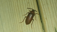 Prionus pocularis