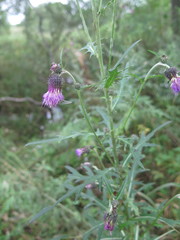 Cirsium pendulum