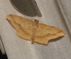 Krananda falcata