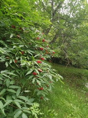Sambucus kamtschatica