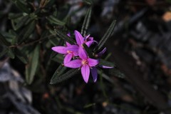 Boronia hapalophylla