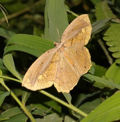 Pareumelea eugeniata