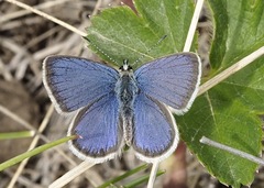 Eicochrysops meryamae