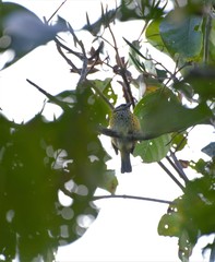 Ixothraupis punctata