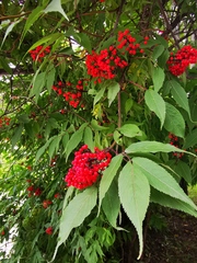 Sambucus kamtschatica