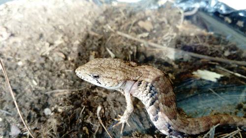 Rough-necked Alligator Lizard
