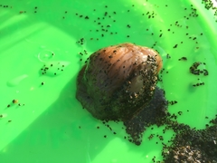 Onchidiopsis glacialis