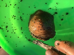 Onchidiopsis glacialis