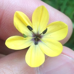 Sisyrinchium conzattii