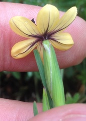 Sisyrinchium conzattii