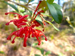 Grevillea parvula
