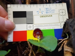 Corybas grumulus