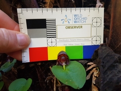 Corybas grumulus