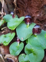 Corybas grumulus