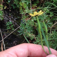 Sisyrinchium conzattii